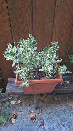Jade plants