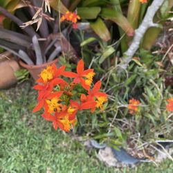 Ground Orchid Plants In Pots