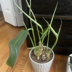 Spathiphyllum wallisii (Peace Lily)