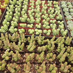 Cactus And Suculentas Plants