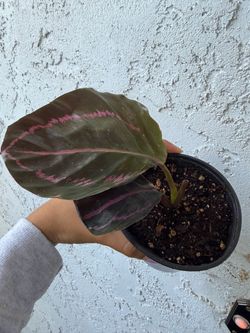 Pink Calathea plant. Indoor plant