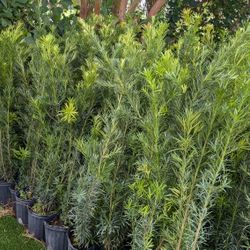 Podocarpus Over 3 Feet Tall Instant Privacy Hedge For Fence 