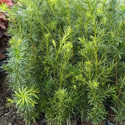 Podocarpus Privacy Hedge Plants 🌿 3gl $8