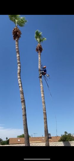 Palm Tree Trimming