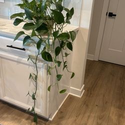 3 Golden Pothos House Plants