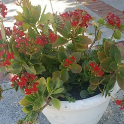 Succulent Plant,  12"pot