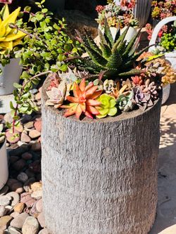Mix succulents in wood unique pot