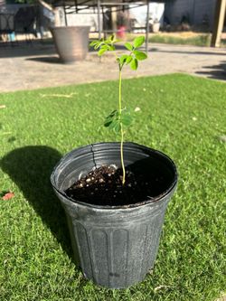 Superfood Moringa Trees 8” - Fast Growing