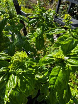 Fresh Basil Plant — Flowering
