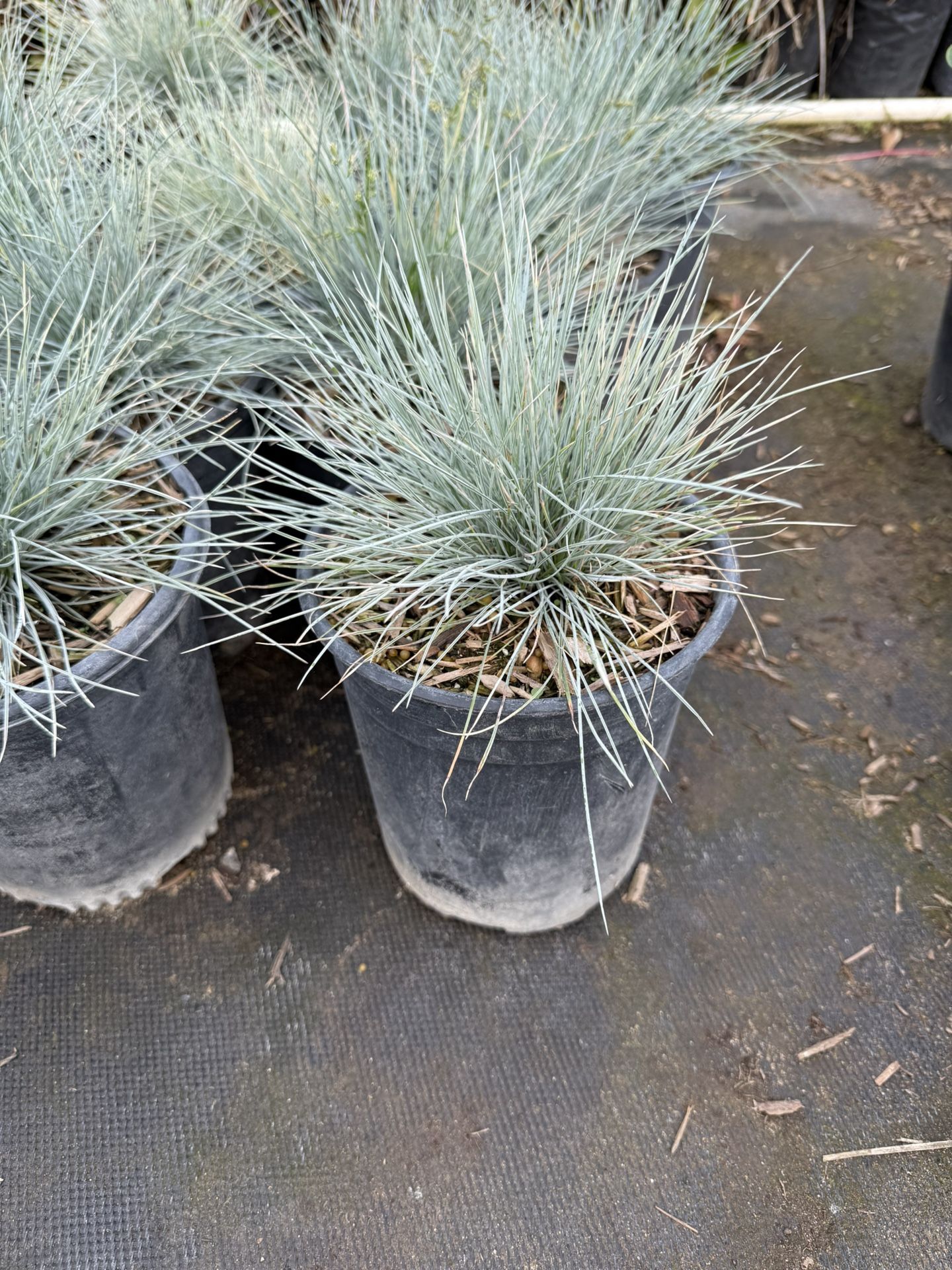 Blue Fescue