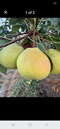 Season fruit trees