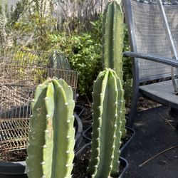 Peruvian Apple Cactus 