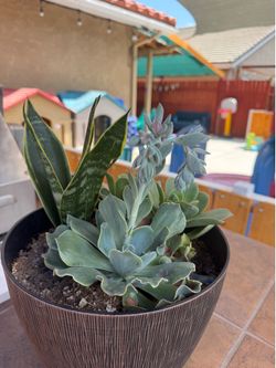 Hermoso Arreglo de Suculentas en Maceta Decorativa – $12