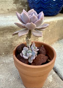 Succulent Plant 4.25” Pot 
