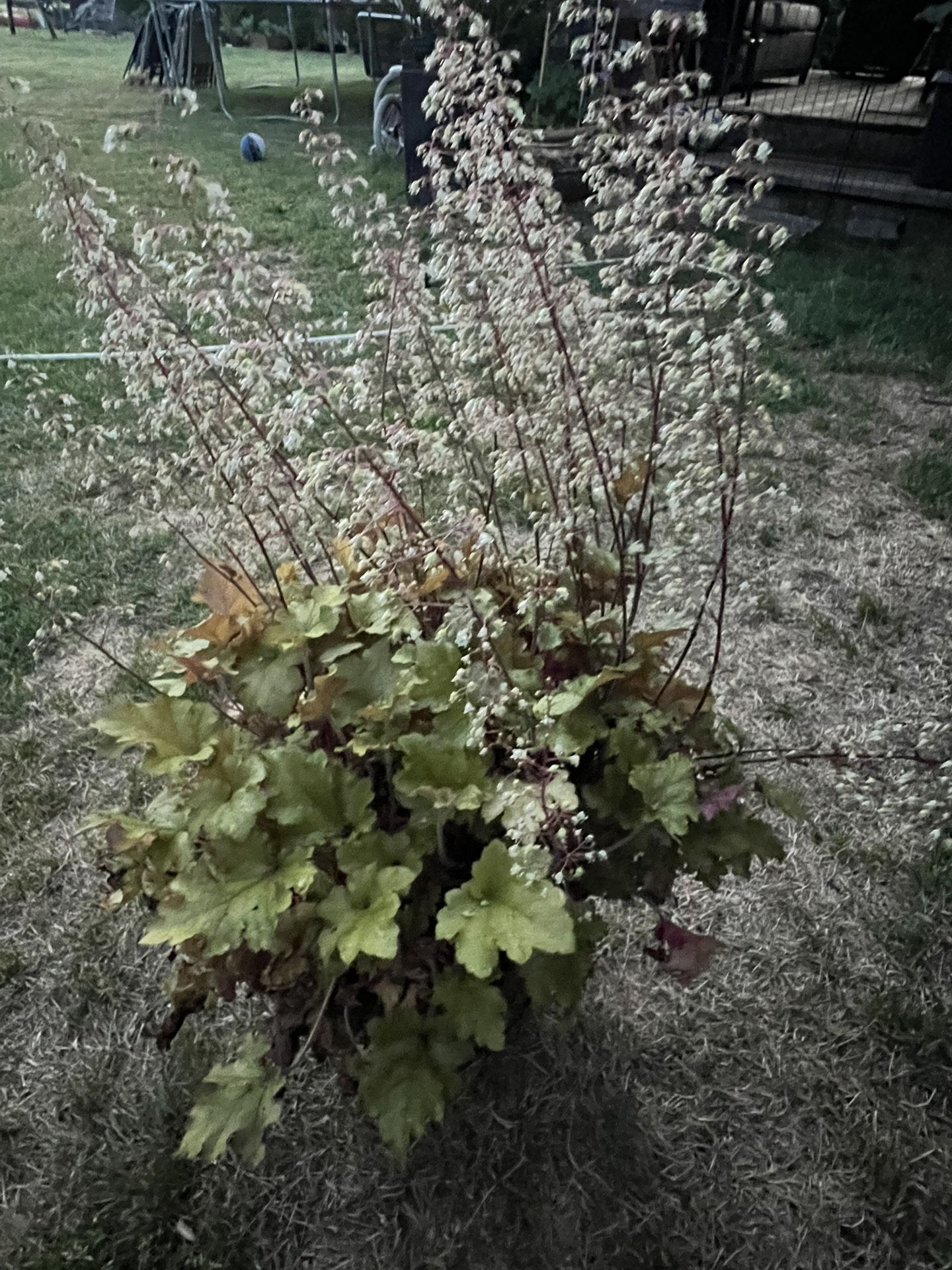 Plants