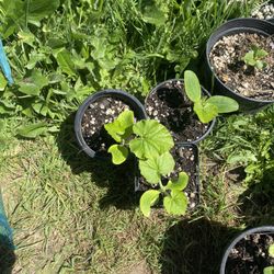 Zucchini Starter Plants – Healthy & Ready to Grow