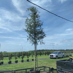 Oak Trees Delivered And Planted