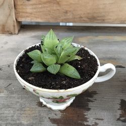 Small Tea Cup Succulent 