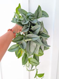 Scindapsus Treubii Moonlight Plant 6" Pot - Indoor House Plants
