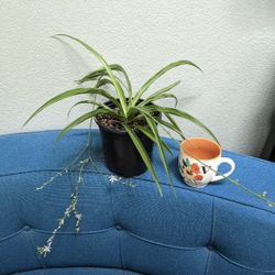 Green Spider Plant