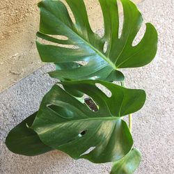 Monstrera Split Leaf Plant