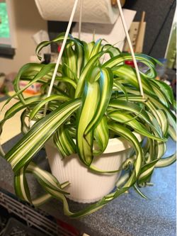 Spider plant
