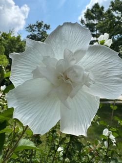 White Rose of Sharon Perineal Sapling