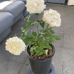 White rose 
