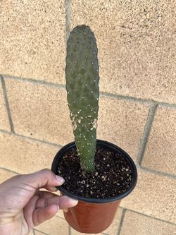 Flat Cactus 