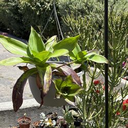 Beautiful plant  💚callisia fragrans💖