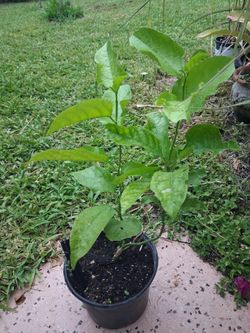 Passion Fruit Plant – Healthy, Fast-Growing Vine