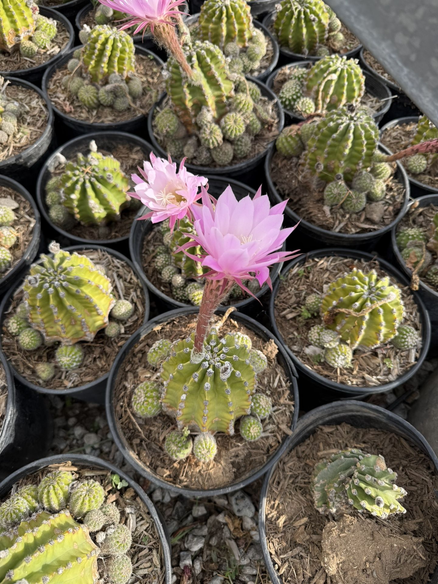 Easter Lily Cactus