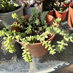 Succulent Plant