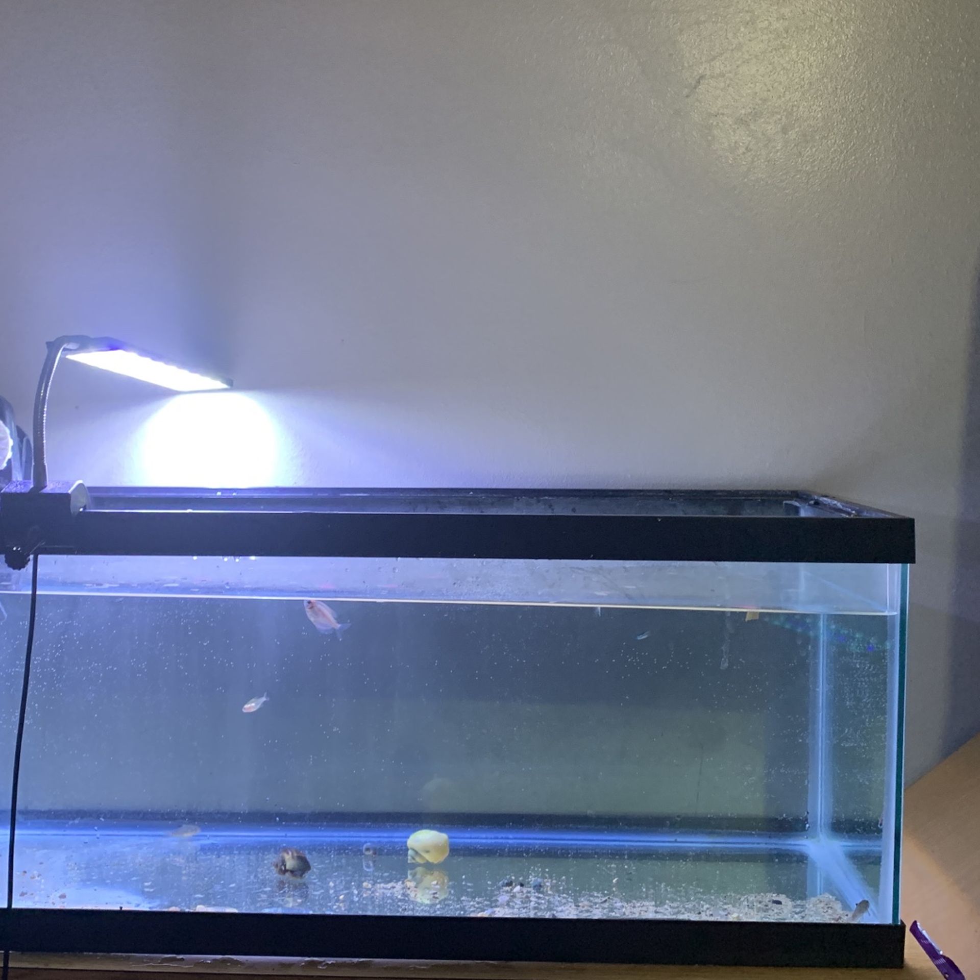 20 Gallon Long Tank