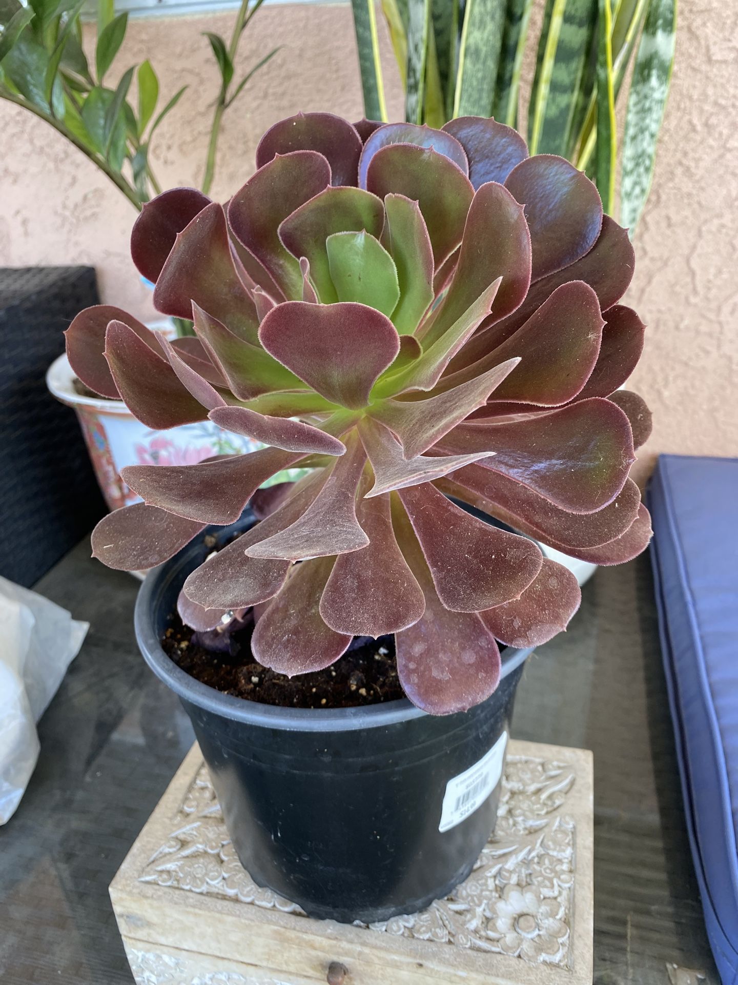 Plant