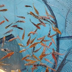 Koi Supplies And Pond Equipment 