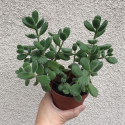 Beautiful Panda 🐼 Paw Succulent Plants