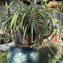 Large Spider 🕷️ Plant In Handmade Studio Artist Glaze Pot 14” W, Well Rooted Large Plant