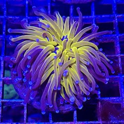 Fake Coral Decoration 