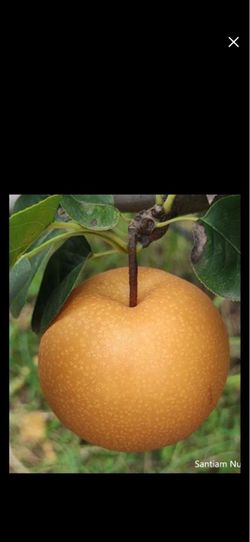 Akizuki Asian Pear +20th Century (Nijisseiki) 2-in-1 (6-7ft )