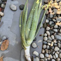 Aloe Vera Plant