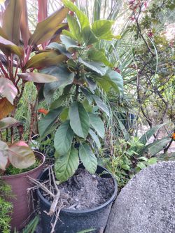 Florida avocado tree from seed