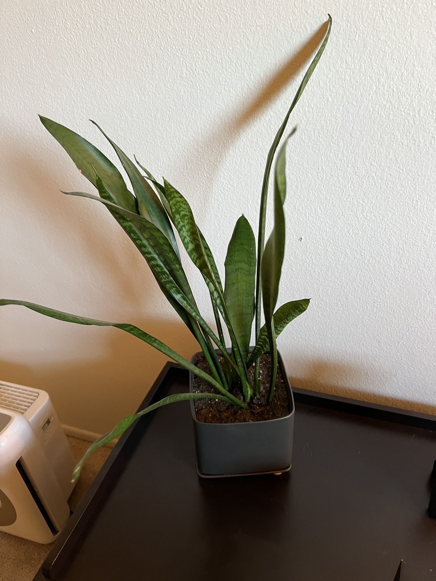 Snake Plant With Pot