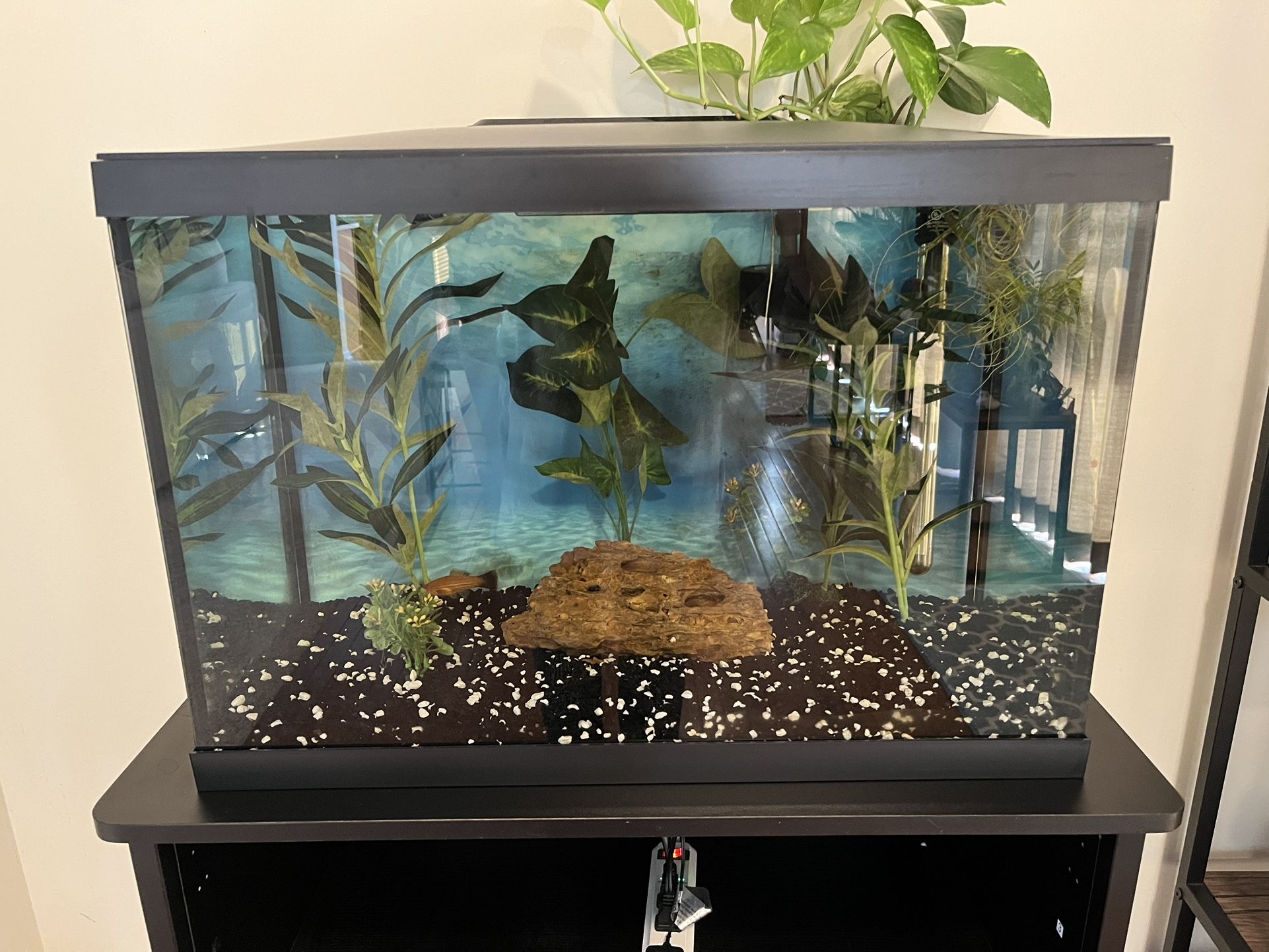 $150 OBO: 20 gal Aquarium & fish