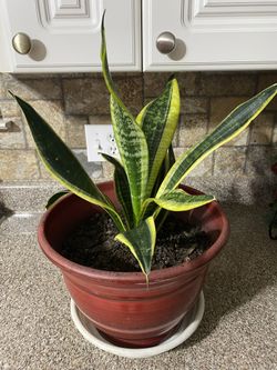 Sansevieria, Lengua De Suegra En Maceta De Plástico 