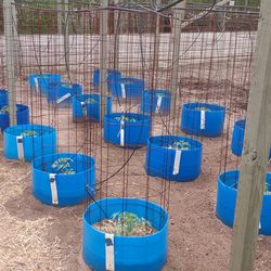 Tomato Planter Barrels And Steel Trellis's