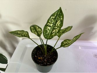Aglaonema Snow White