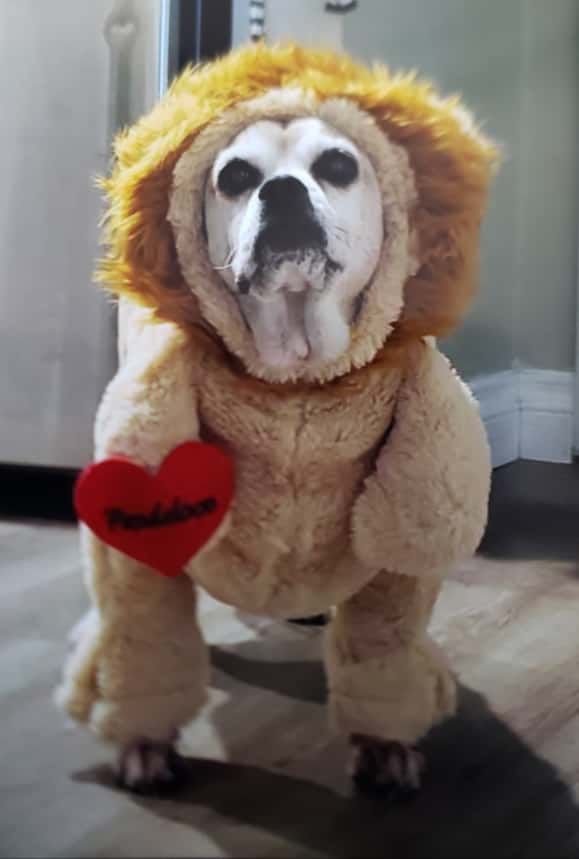 6 Halloween dog costumes, worn by a Puggle, $20 each