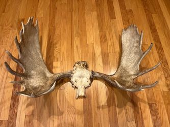 Giant bull moose antlers