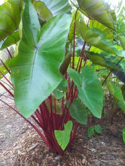 Red Elephant Ear Plants. Perennial Type 